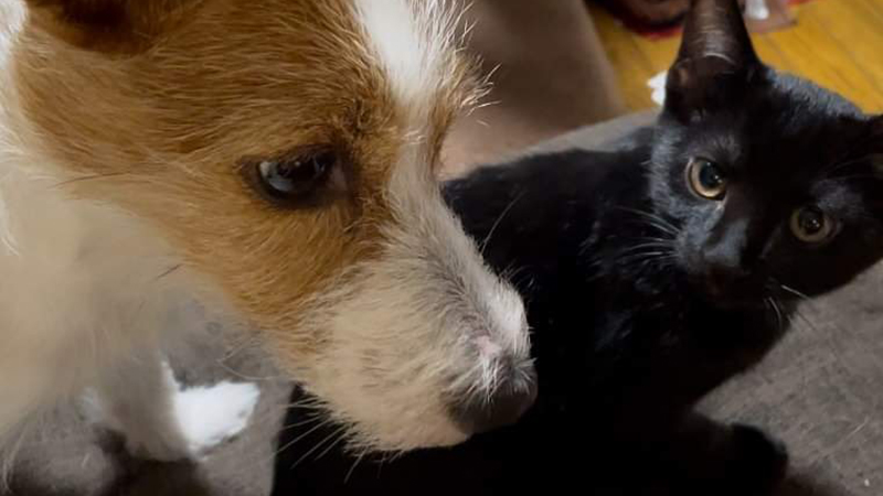 老犬老猫ホーム