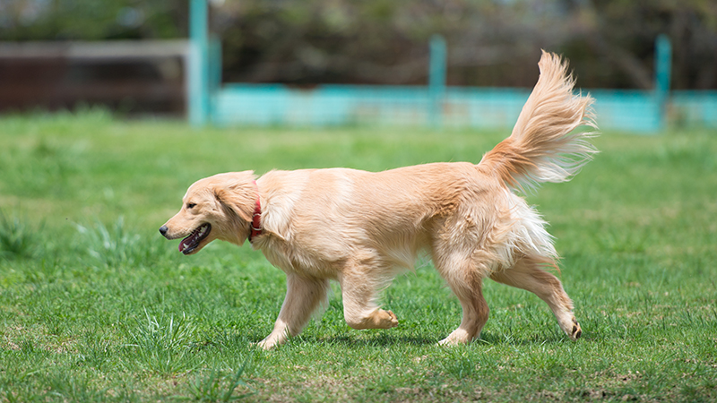介助犬/セラピー犬育成